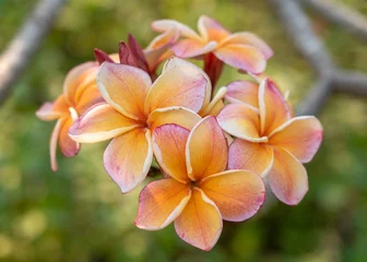 Abwaschbare Fototapete Closeup view of bright and colorful orange yellow and red pink frangipani or plumeria cluster of flowers isolated outdoors on natural background © Cyril Redor
