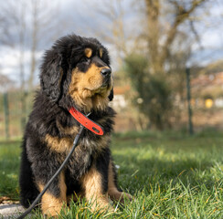 portrait dogue du tibet assis 