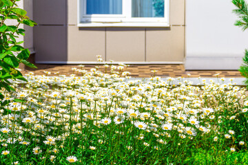 Daisies or Leucanthemum in a flower bed and a shrub in a patio in front of an apartment building, selective focus - obrazy, fototapety, plakaty