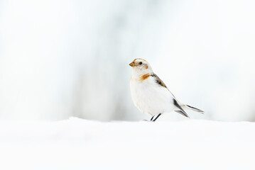 Snow bunting (Plectrophenax nivalis) standing in the snow in early spring.