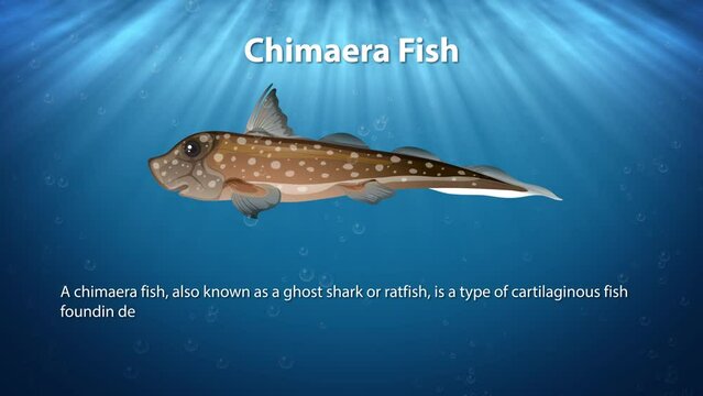 Chimaera Fish - Animated Text Information