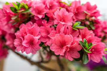 Beautiful azalea blooming in spring