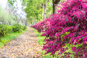 The path of red-flowered loropetalum in spring