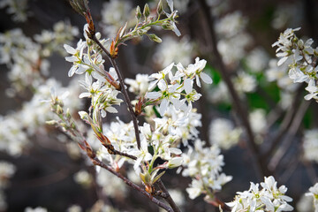 例年よりも早い時期に満開となった、ジューンベリーの花
