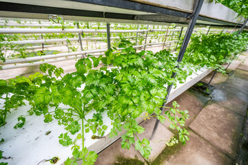 Soilless Hydroponic Celery in Panlong Vegetable Expo Garden, Xiangtan, China
