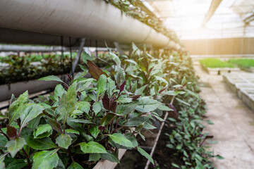 Purple Back Vegetables Planted in Greenhouse Stereoscopic Cultivation Area