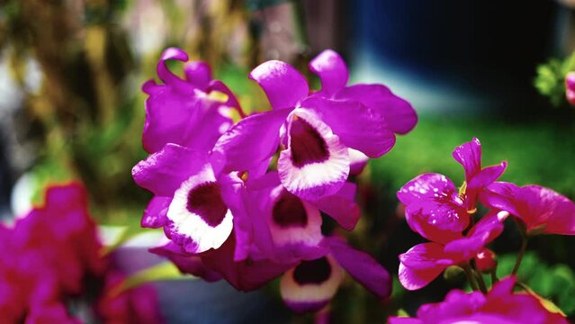 春に花開くデンドロビューム