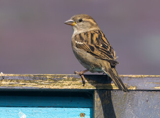 male house sparrow in the sunshine sitting on a fence.  Close up with beautiful background