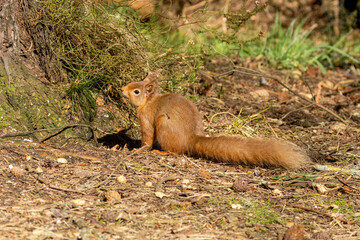 red squirrel in the forest
