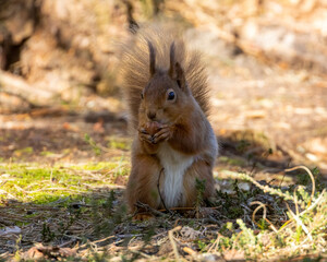 Naklejka na ściany i meble Scottish red squirrel eating nut in the forest in the sunshine 