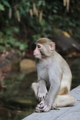Little monkey sitting