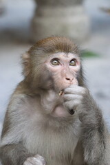 Little monkey eating