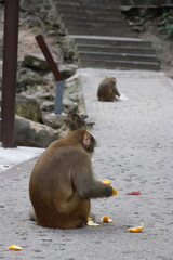 Monkeys eating tangerines