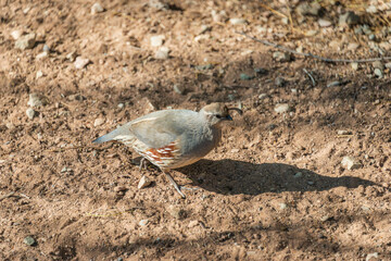 Birds at the Salton Sea