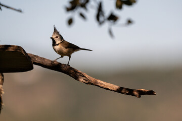 Crested tit perched on feeder branch looking for food