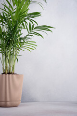 Hamedorea palm in a flower pot