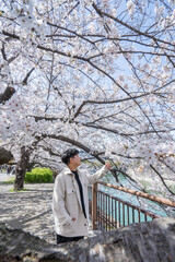 Cherry blossom in a park