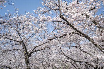 Sakura