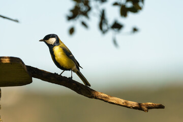 Fototapeta premium Blue tit perched on branch of tree feeder chirping and searching for food