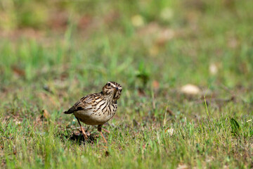 Obraz premium Song sparrow perched on the ground looking and foraging for food