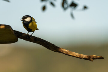 Blue tit perched on branch of tree feeder chirping and searching for food