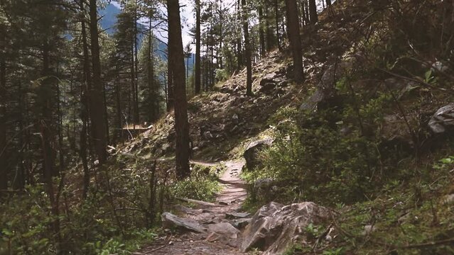 Relaxing walk in the forest, first person view - Parvati Valley - Himachal Pradesh - Himalayas, India