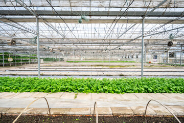 Naklejka premium Greenhouse vegetable planting background material