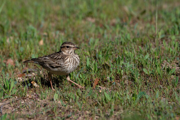 Song sparrow perched on the ground looking and foraging for food