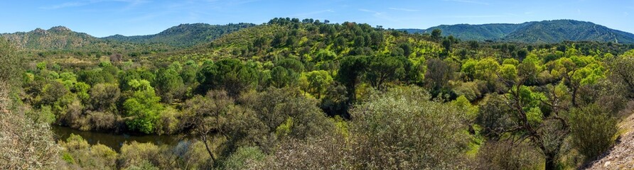 Panoramic view of mountains and forest in spring with a river and trees full of leaves
