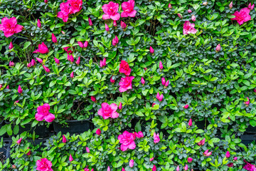 Rhododendron flower wall in spring bloom