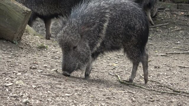 Chacoan peccary (Catagonus wagneri), also known as the tagua.