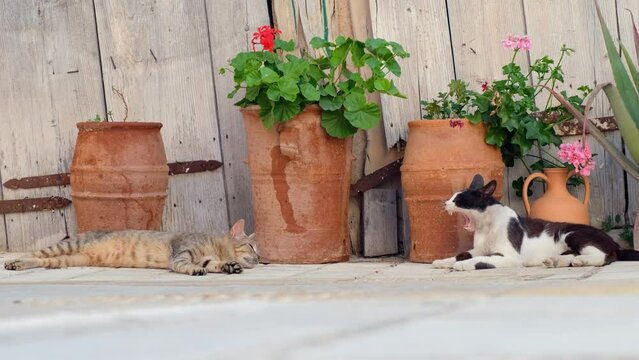 Cats are resting on the ground of small village lane. Crete. Greece