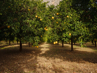 Fototapeta na wymiar garden with fresh oranges near the city of Antalya, Turkey. Juicy fresh leaves, exotic tropical harvest on branch.
