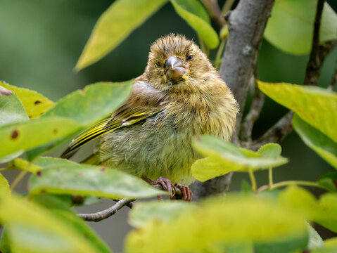 Greenfinch, Carduelis chloris, perched on branch showing signs of Finch disease (Trichomoniasis)