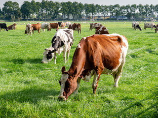 Diary cows grazing on green pasture in polder near Langweer, Friesland, Netherlands