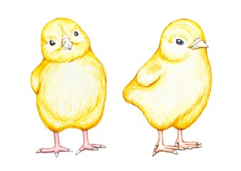 Watercolor chickens isolated on white background