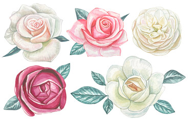 Hand draw watercolor set with rose buds