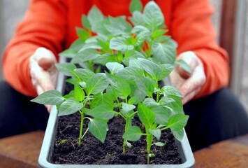 Young green pepper plants with leaves growing in a box in a greenhouse indoors. The concept of agriculture, vegetable growing and gardening. Female hands take care of plants.
