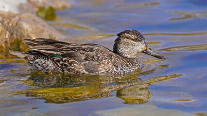 Eurasian Teal ( female ) on the lake 