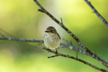 Female European pied flycatcher, Ficedula hypoleuca perched on a branch on a summer morning in Finnish nature