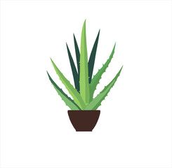 aloe vera plant illustration design template, aloe vera icon