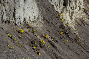 Tussilago farfara, commonly known as coltsfoot is a plant in the groundsel tribe in the daisy family Asteraceae. Flowers of a plant on a spring sunny day