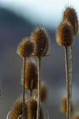 Teasel Dipsacus fullonum in front of a green blurred background, Dipsacus Fullonum - a robust...