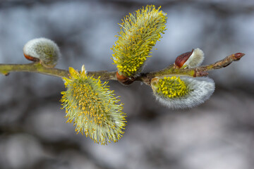 Willow Salix caprea branch with coats, fluffy willow flowers. Easter. Palm Sunday. Goat Willow Salix caprea in park, Willow Salix caprea branches with buds blossoming
