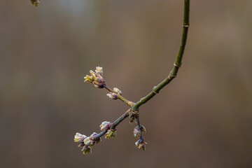 budding buds on a tree branch in early spring macro. Early spring, a twig on a blurred background. The first spring greens