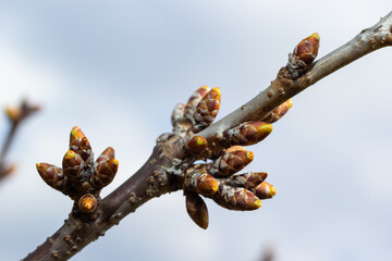 budding buds on a tree branch in early spring macro. Early spring, a twig on a blurred background. The first spring greens