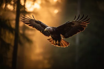 Foto op Plexiglas Beautiful Eagle. Golden eagle head detail. Aquila chrysaetos. © Mark Dean