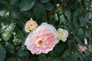 Closeup of three flowers of pink roses in June