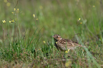 Northern chickadee bird foraging on the forest floor