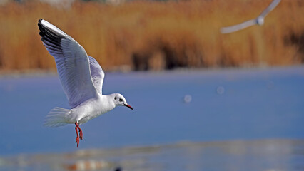 seagull flying over the lake 